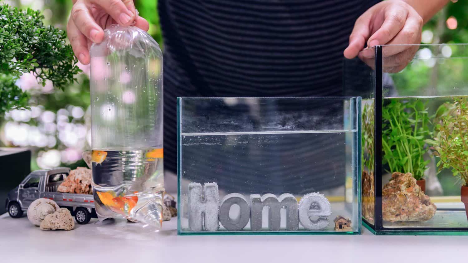 Lock down and Self-quarantine with new fish and tank decoration. Recreation during the Corona virus crisis. Stay home for relax and Social distancing.
