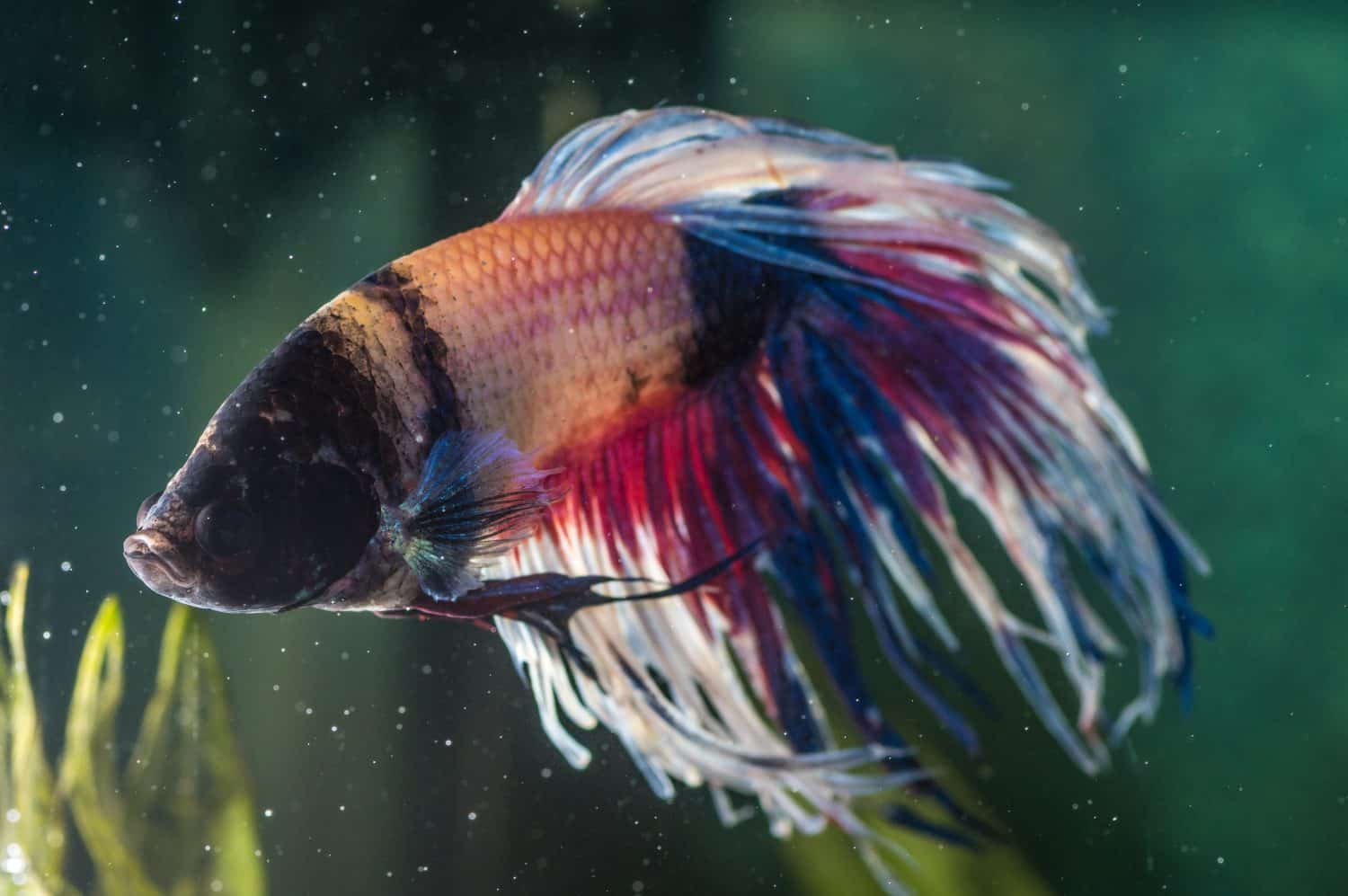 A closeup shot of sick betta fish in an aquarium