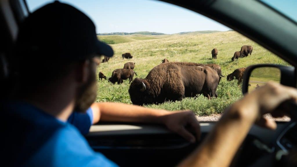 Watching Bison from car window