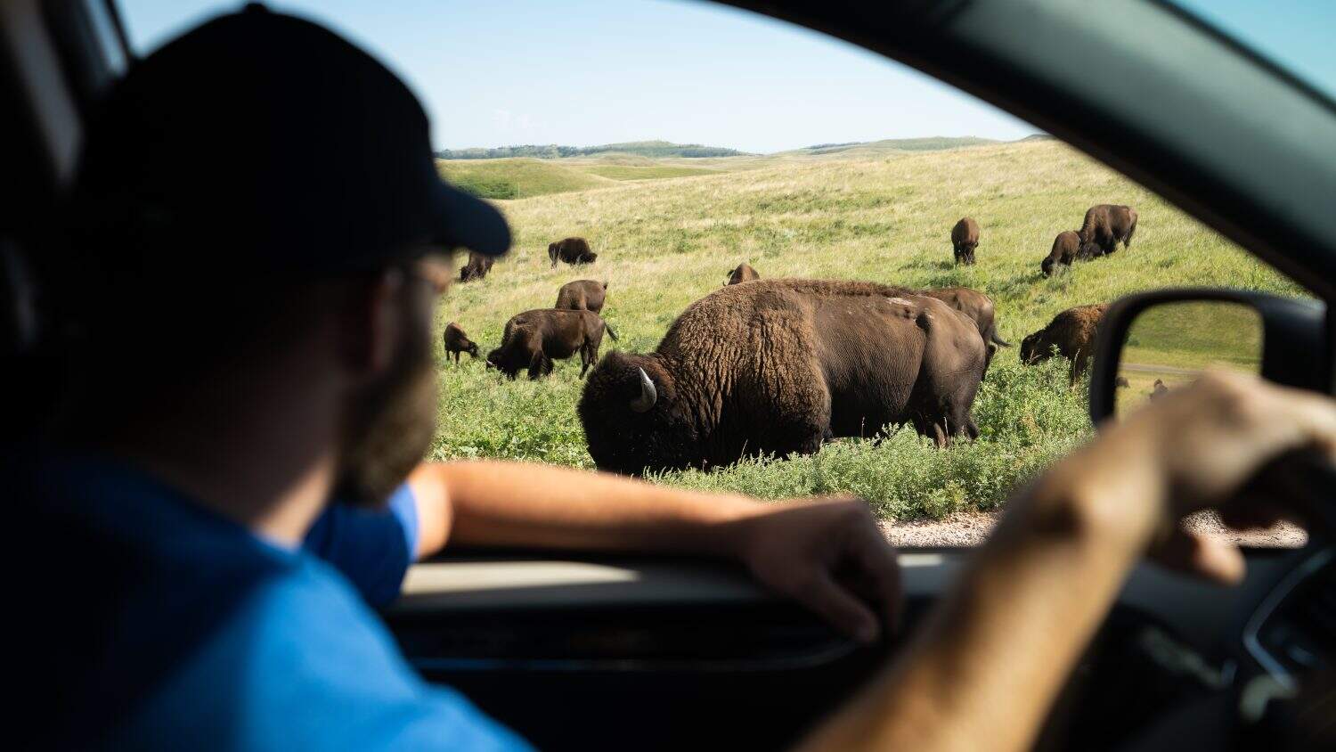 Watching Bison from car window