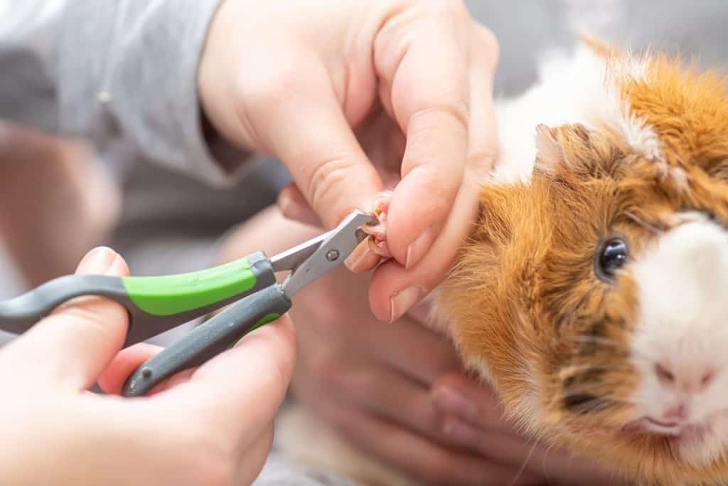 pruning claws of guinea pig at home. Step 3. Fixing one claw on front paw of the guinea pig during circumcision of claws