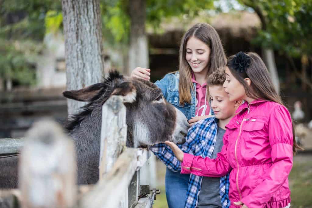 Happy children having fun at farm ranch and meeting a donkey - Pet therapy concept in countryside with donkey. Selective focus.