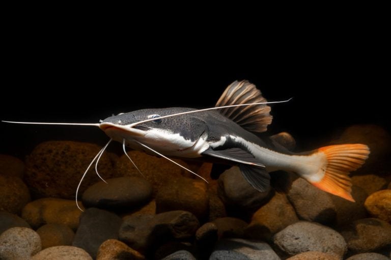 Underwater photography of The Red Tail Catfish (Phractocephalus hemiliopterus). This tropical fish is native to the Amazon, Orinoco, and Essequibo river basins of South America.