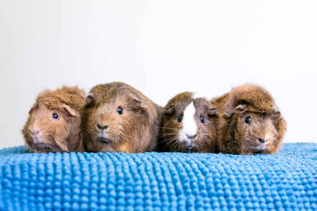 A group of four pet Guinea Pigs lined up in a row on a blue blanket