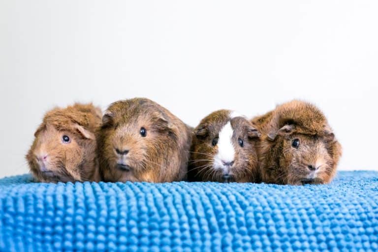 A group of four pet Guinea Pigs lined up in a row on a blue blanket