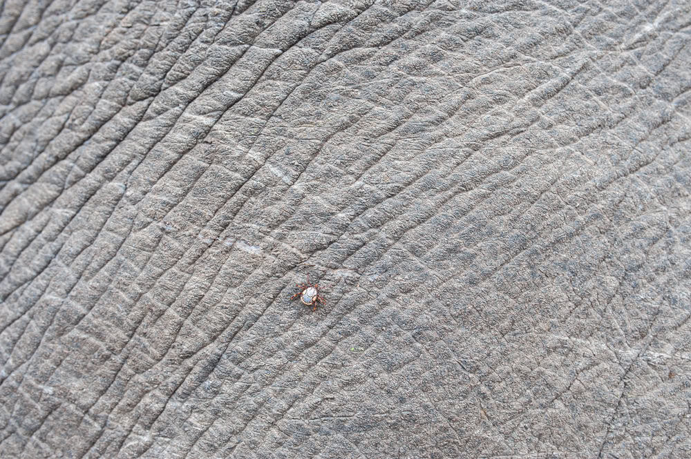 A large Tick seen crawling on White Rhino skin on a safari in South Africa