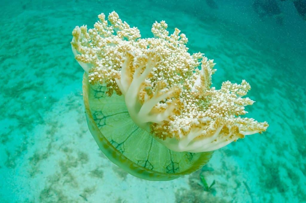 Upside-down jellyfish (Cassiopeia xamachana) Roatan, Honduras
