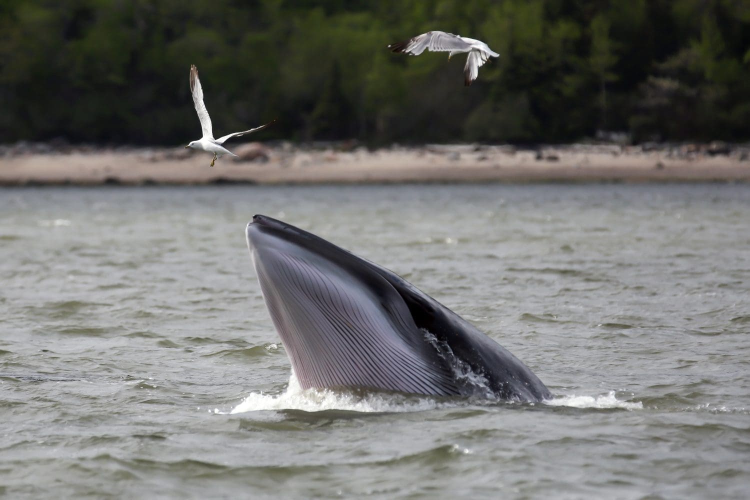 beautiful minke whale coming out of the water and seagull