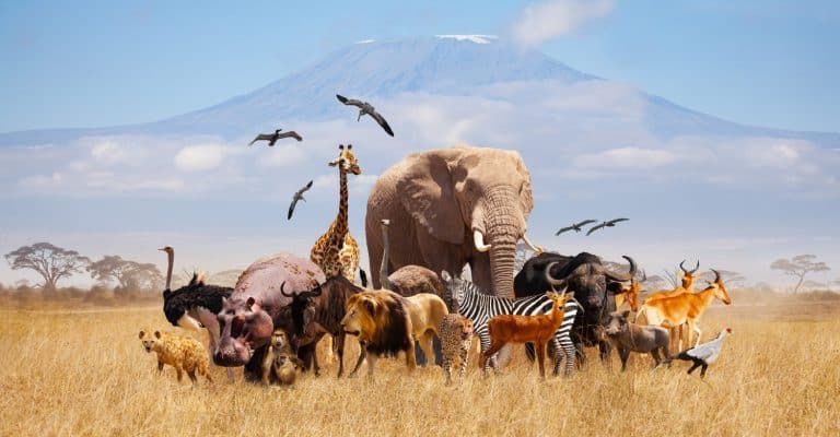 Group of many African animals giraffe, lion, elephant, monkey and others stand together in with Kilimanjaro mountain on background