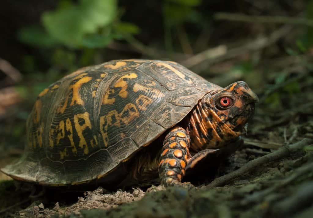 Beautiful colorful male Eastern Box turtle macro portrait