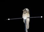 Great Potoo