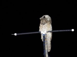 Front view of a great potoo during night on an antenna