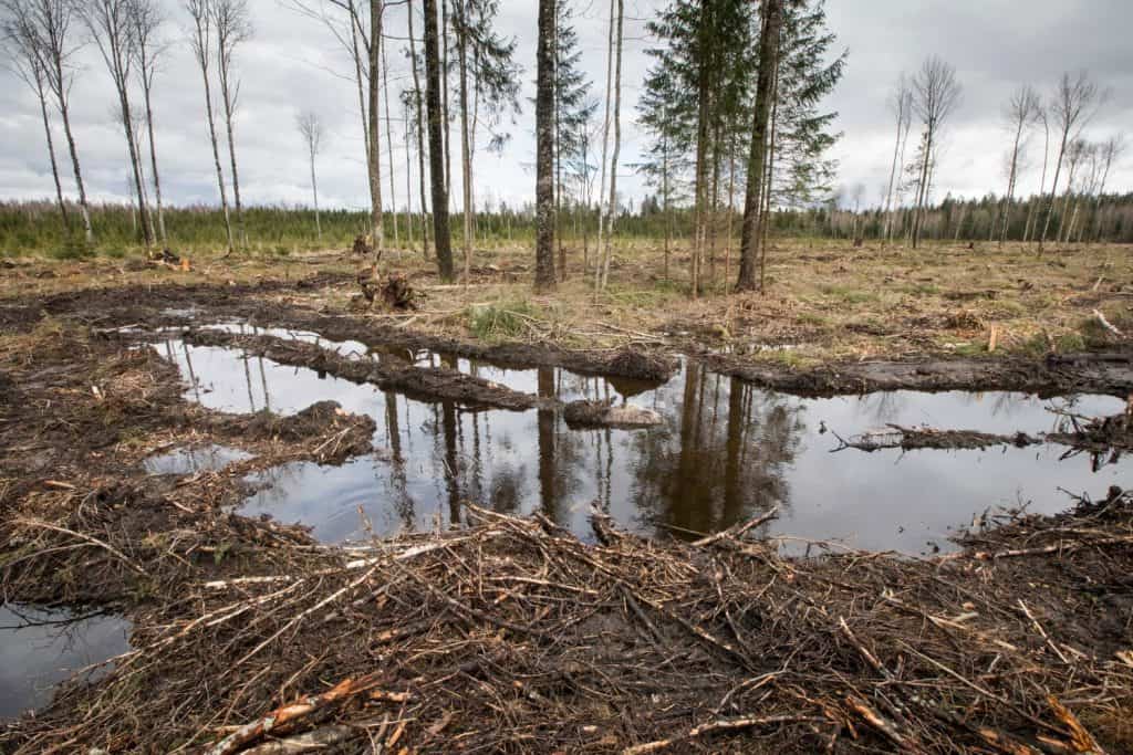 View to the deep water filled tracks in the edge of the huge and unsustainable forest clear-cut area. Concept of deforestation and habitat loss