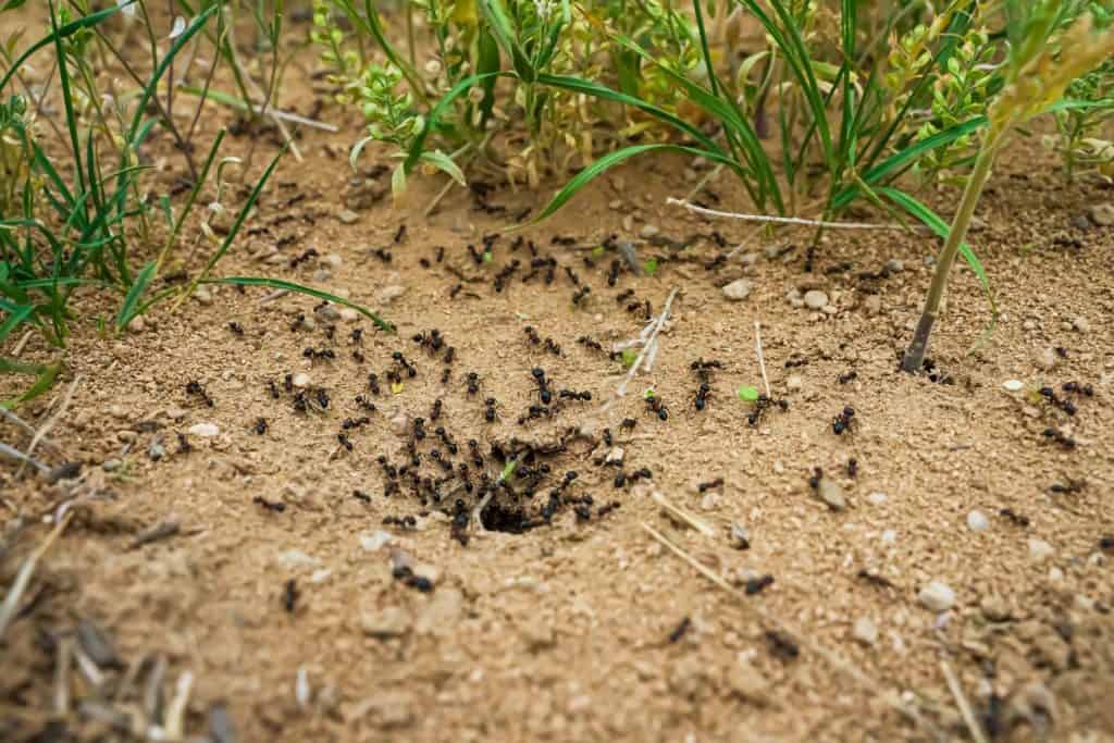 Ants close-up. Ants family. Little black ants are at work. Ants with prey at the entrance to the termite mound. Clay and small stones texture. Mink in the ground. Green grass near termite mound
