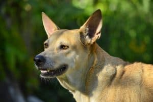 A female adult Shepherd Pit, a mix breed dog, a cross between a German Shepherd Dog and American Pit Bull Terrier