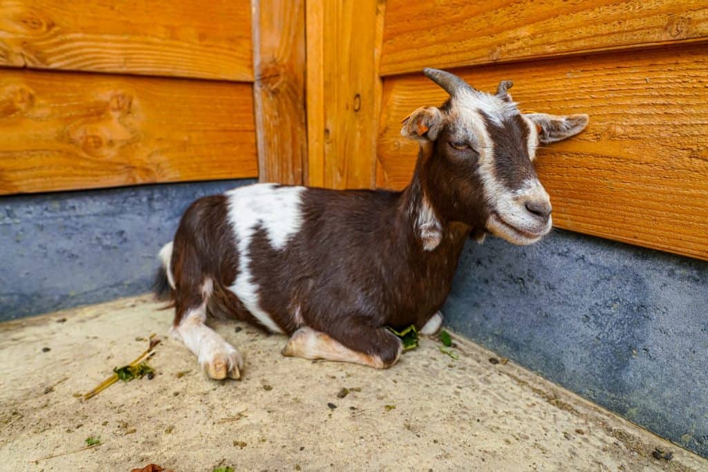 Goat laying near farm's wooden wall