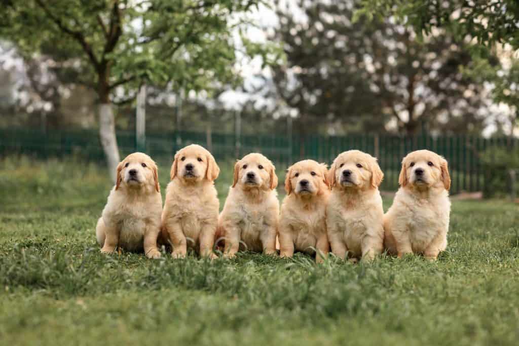 Cuddly Golden Retriever Puppies Are the Cutest Thing You'll See Today - A-Z  Animals