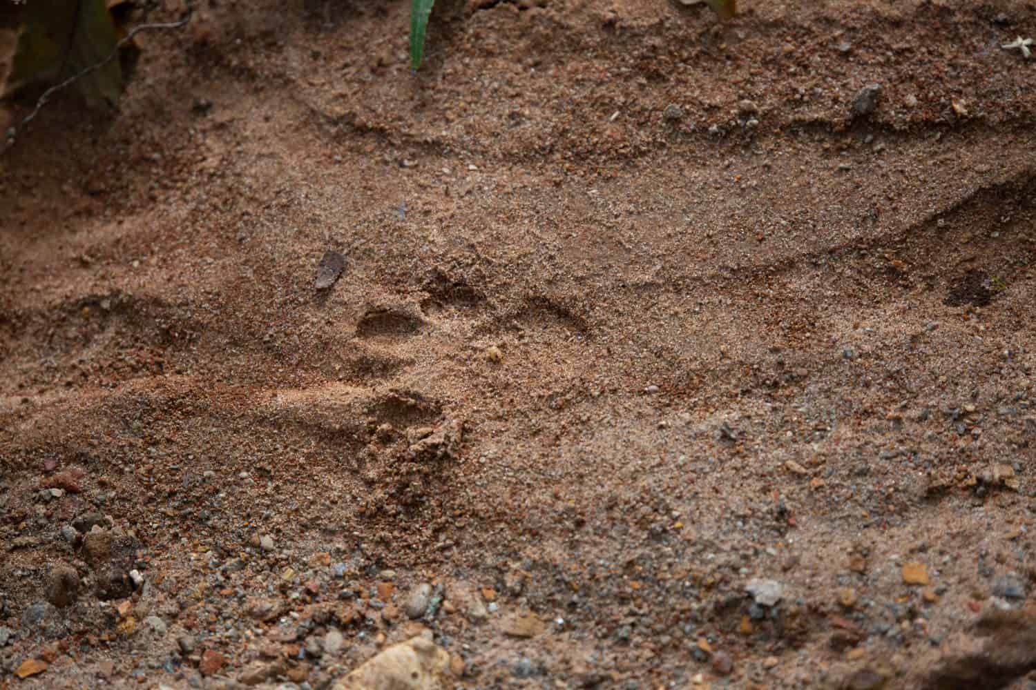 How Bobcats Use City Creeks to Stay Hidden from Humans