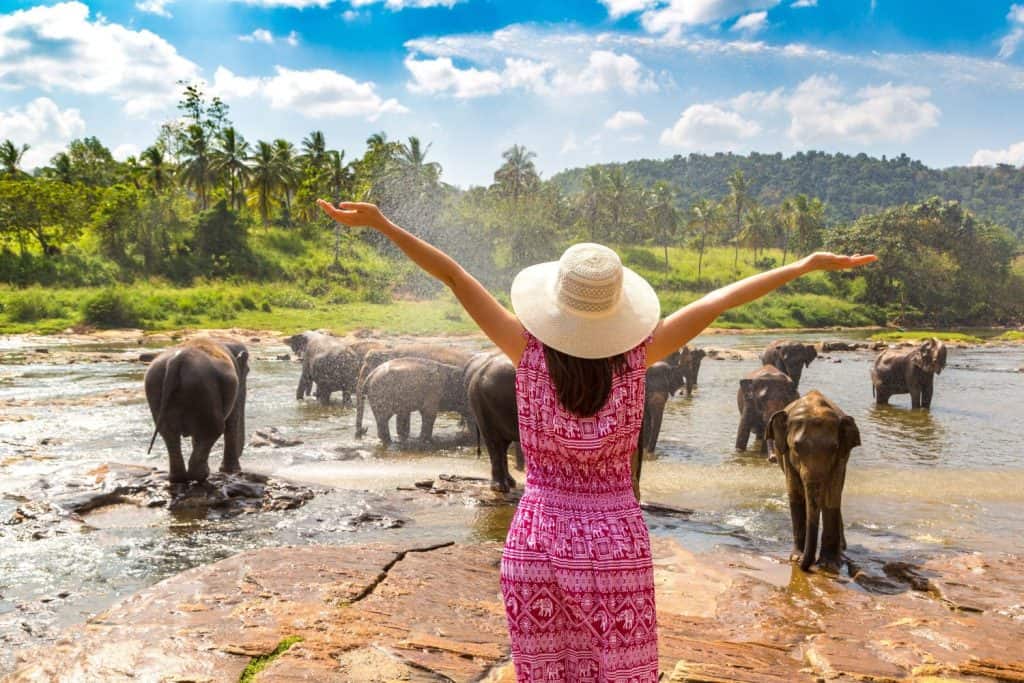Woman tourist looking at Herd of elephants at the Elephant Orphanage in Sri Lanka