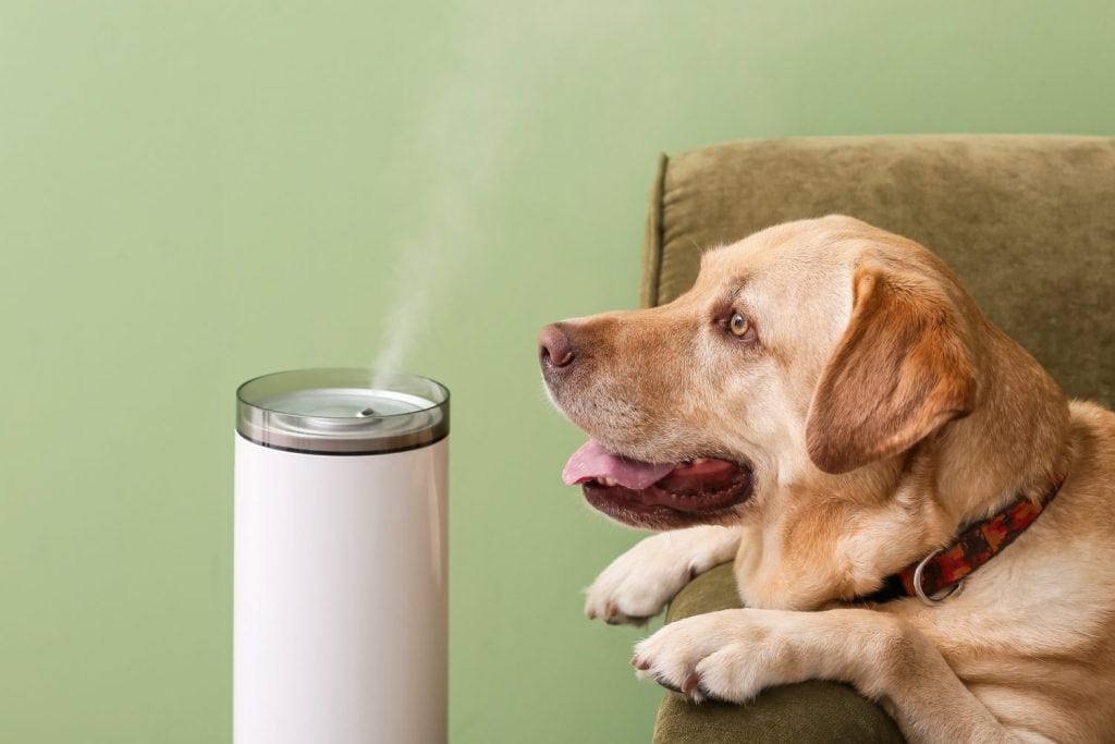 Cute dog in room with modern humidifier