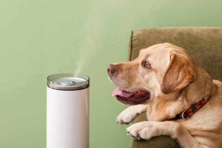 View of These Are 5 Scents That Calm Anxious Dogs - A-Z Animals