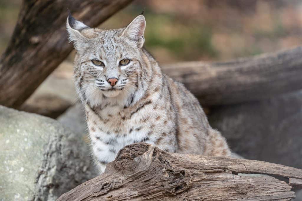 North American bobcat (lynx rufus) resting on log near den