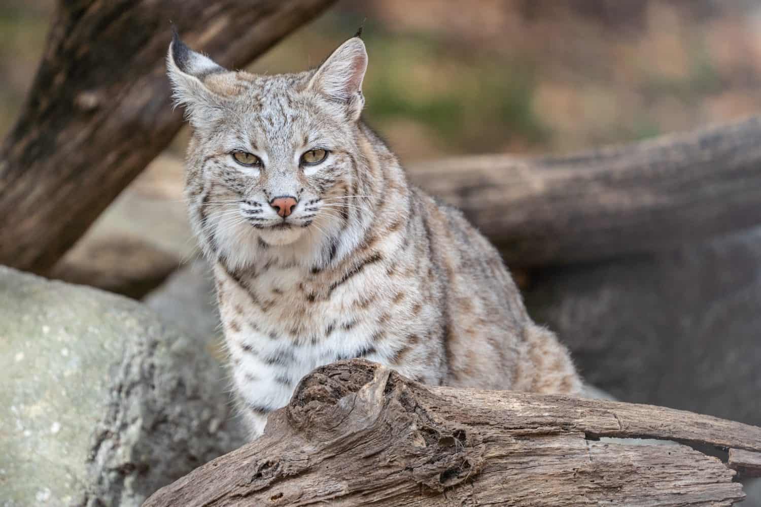 North American bobcat (lynx rufus) resting on log near den