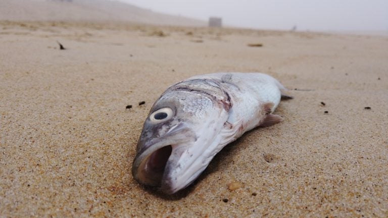 Dead fish on the beach