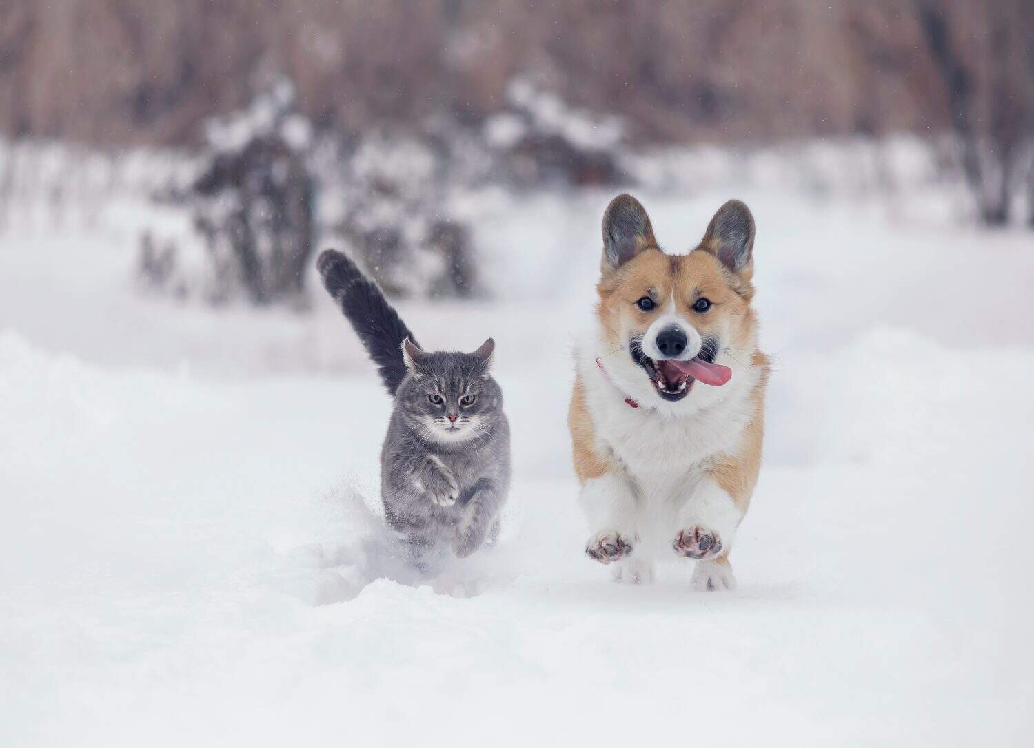funny friends a corgi dog and a striped cat run through the white snow in the winter garden