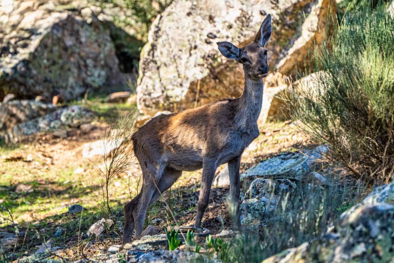 Iberian red deer, Cervus elaphus hispanicus. Monfrague National Park. Caceres. Extremadura Spain