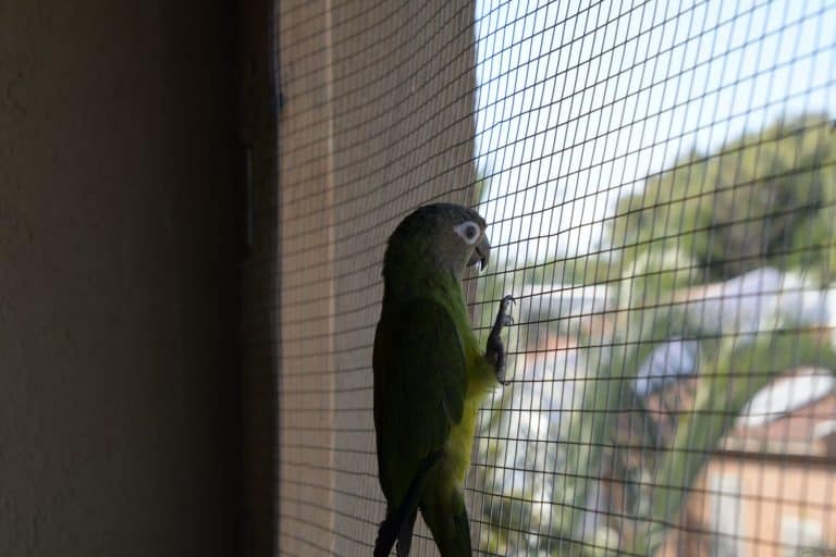 A parrot looks at the view outside