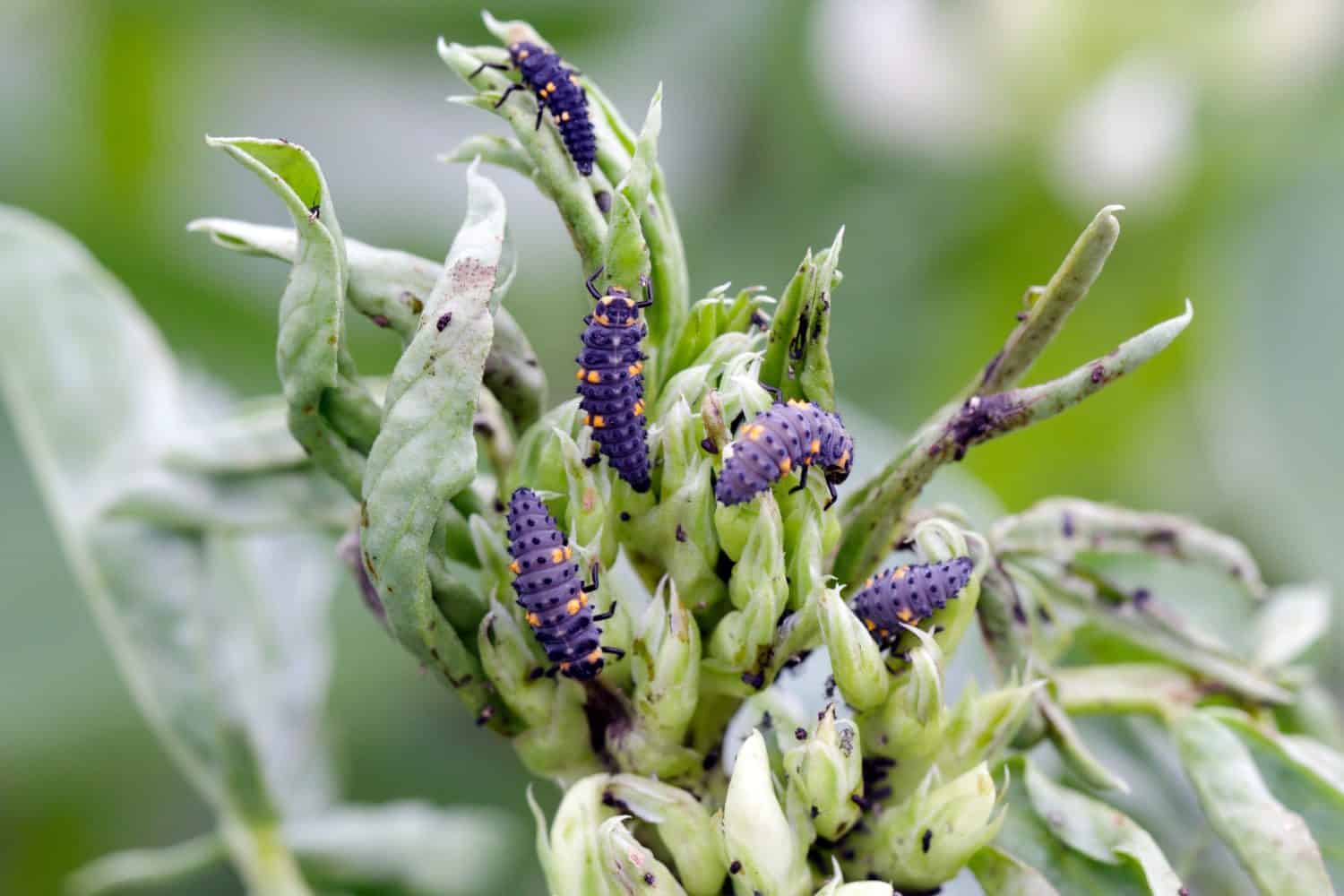 Larvae of seven-spot ladybird - Coccinella septempunctata hunting on the black bean aphids, Aphis fabae, on faba bean plants. It is a pest of many crops and ornamentals.