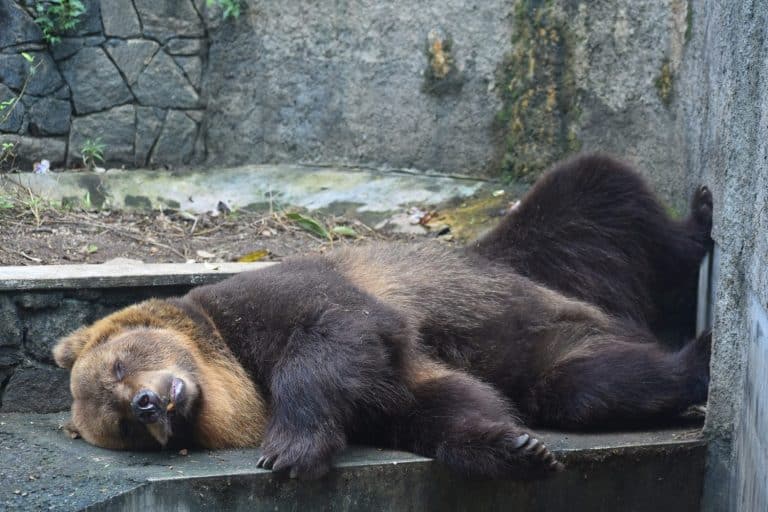A Grizzly bear relaxing in a zoo