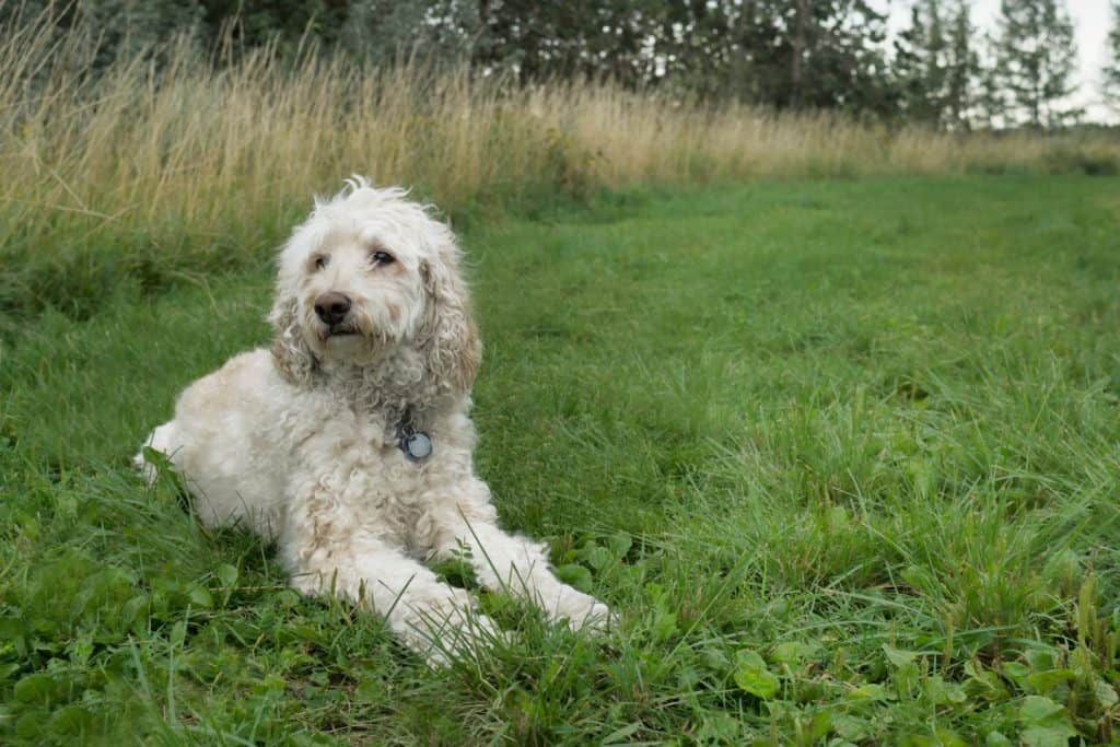 standard poodle lying in grass at dog park