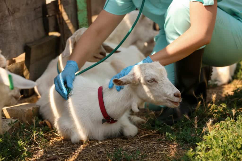 Veterinarian examining goat on farm
