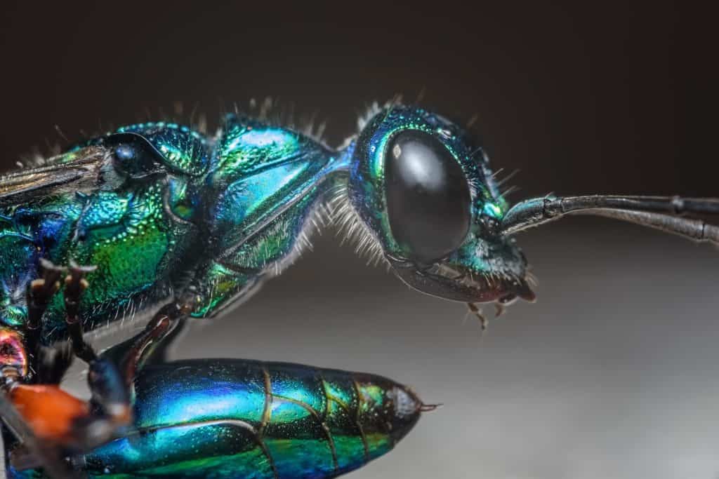 The emerald cockroach wasp or jewel wasp is a solitary wasp of the family Ampulicidae.