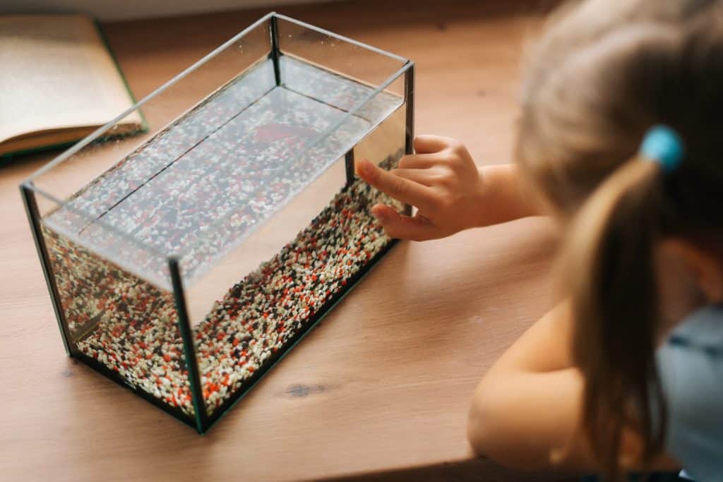 The Biggest Causes of Stress in Pet Goldfish - A-Z Animals