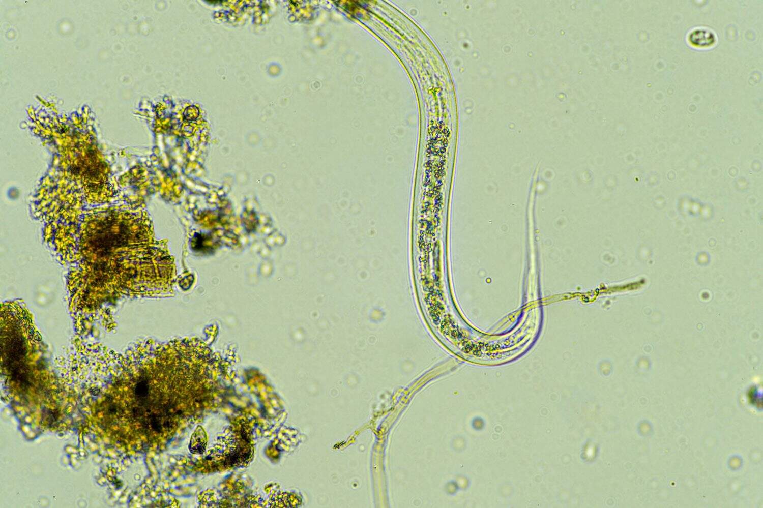 microorganisms and soil biology, with nematodes and fungi under the microscope.