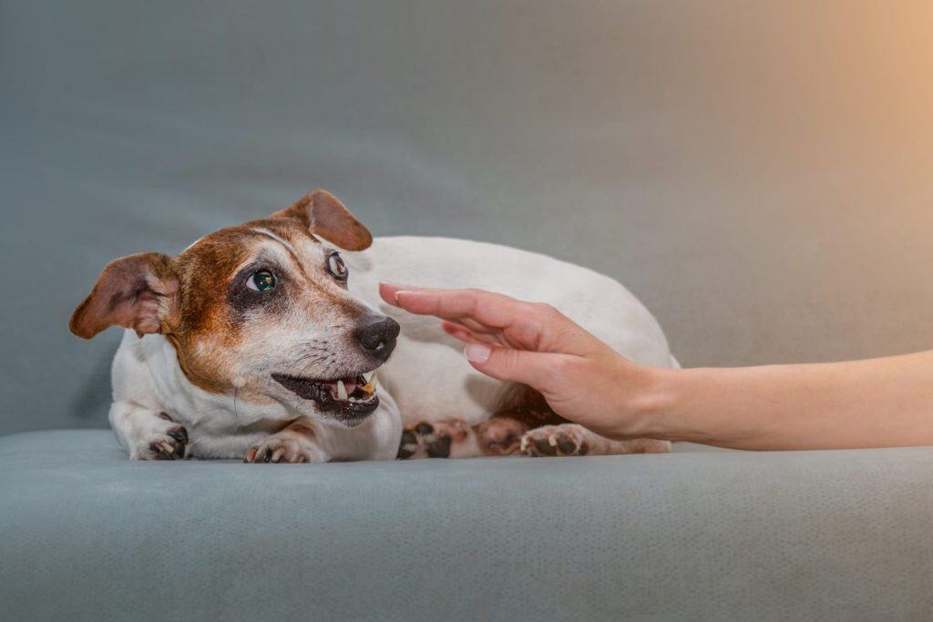 Small dog jack russell terrier lying on sofa and have aggression to owner. Pet want to bite person hand.