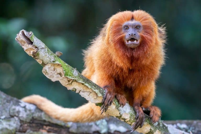 An endangered and rare Golden Lion Tamarin is curiously looking towards the camera in a forest near Unamar, Rio de Janeiro State, Brazil