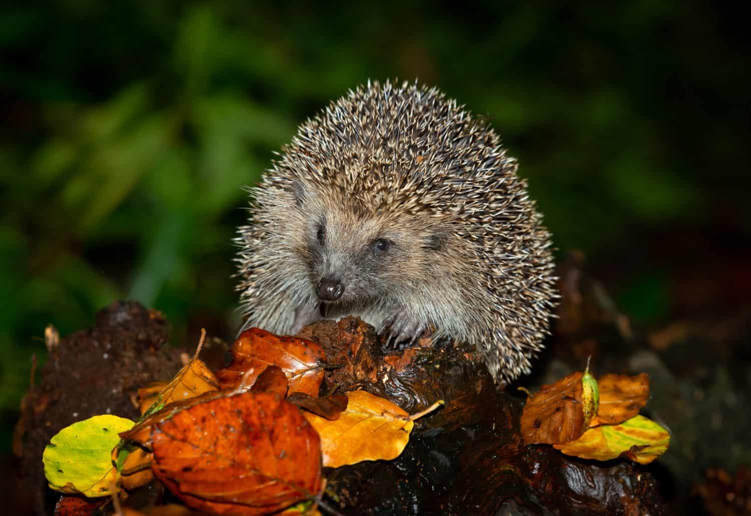 Hedgehog, Scientific name: Erinaceus Europaeus. Wild, native, European hedgehog in Autumn, foraging in woodland at night. Close up, facing front. Space for copy.
