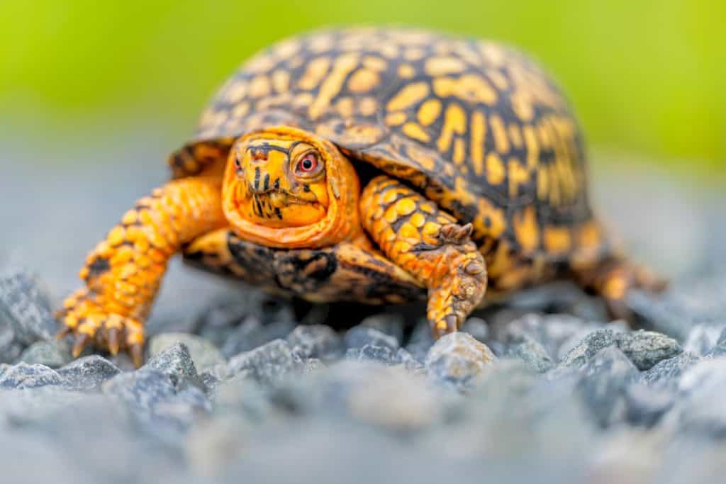 Eastern Box Turtle crossing the road