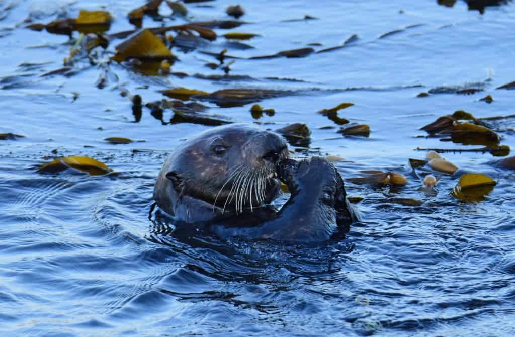 close up of a cute sea otter eating a shellfish in kelp in the lagoon of morro bay in san luis obispo on the central california coast