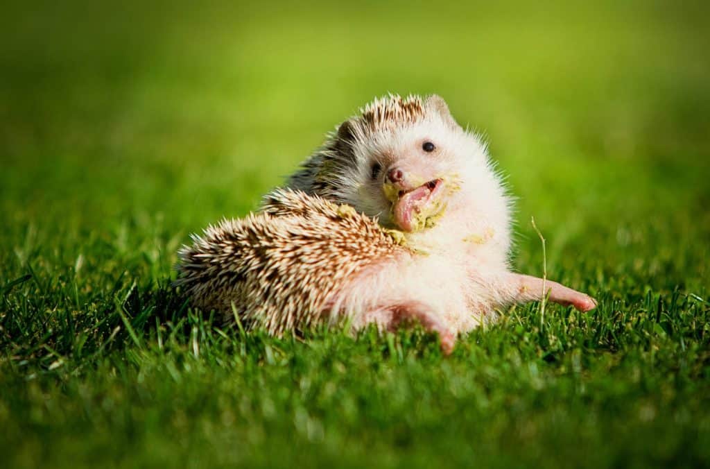Hedgehog enjoys hot summer day