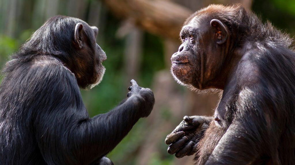 Two chimpanzees apparently having a conversation using hand gestures