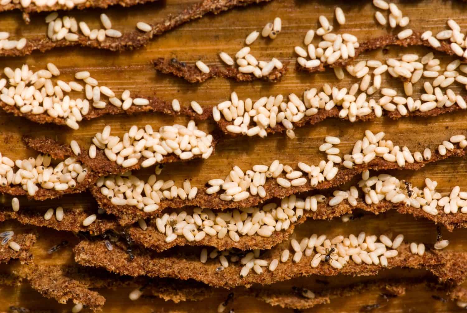 Ants working group. Evacuation eggs.