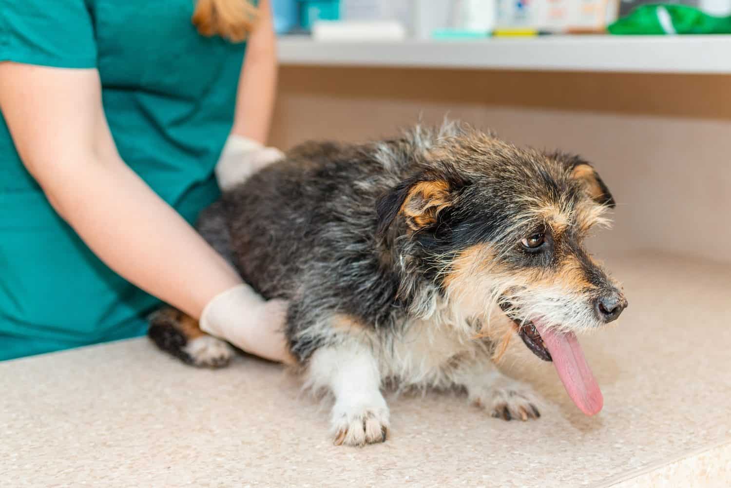 The sick old dog has a fever in the veterinary clinic.The dog has a protruding tongue.
