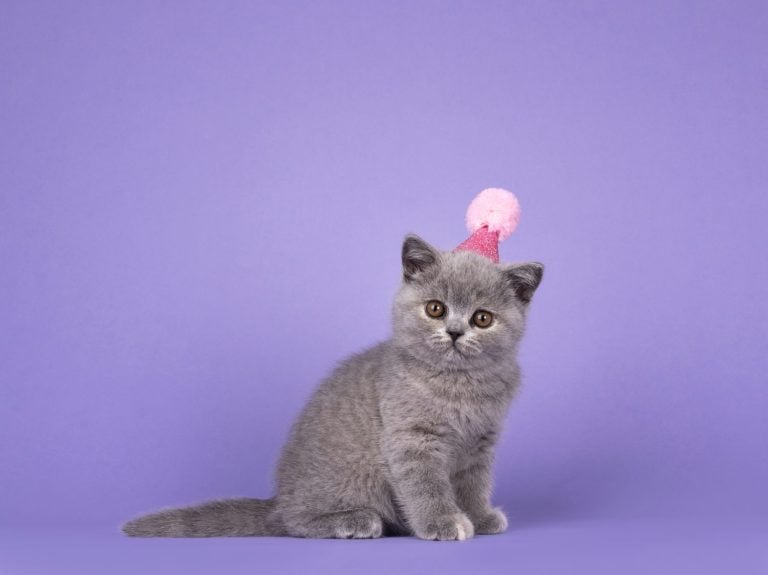 Cute blue tortie British Shorthair cat kitten, wearing pink birthday hat. Looking straight to camera. isolated on a lilac purple background.