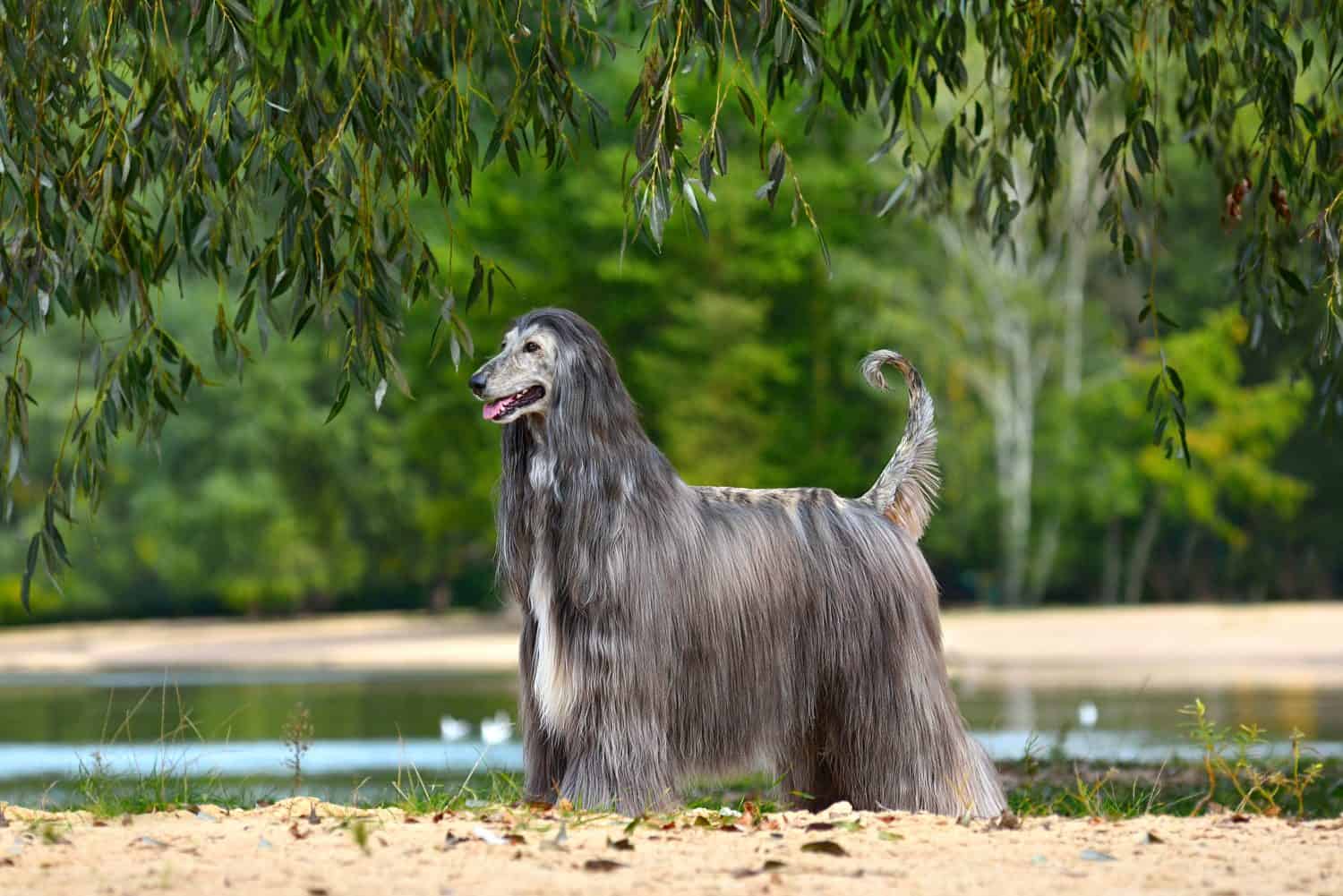 Beautiful Afghan Hound standing on a yellow sand background