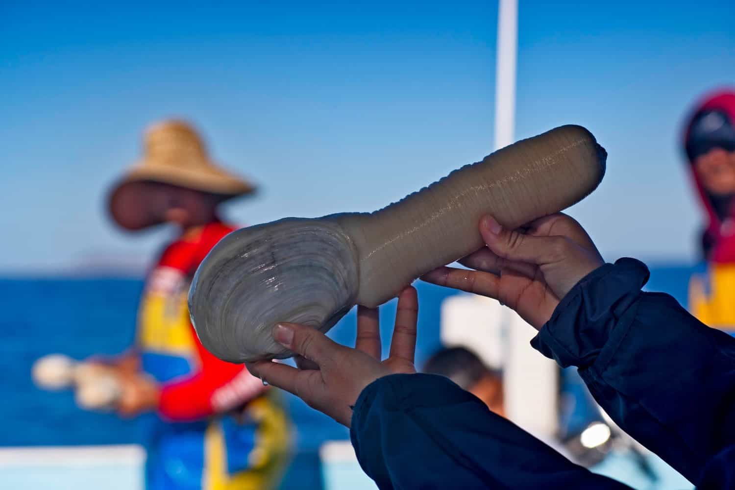 Hands showing a big pacific geoduck clam in a fishing boat